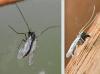 Chironominae inconnu
